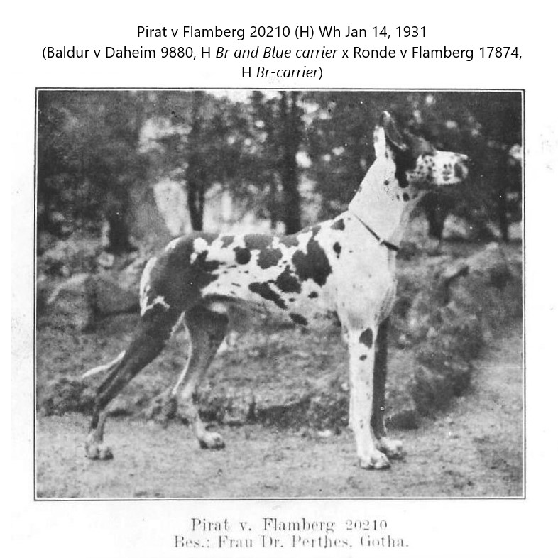 Pirat v Flamberg